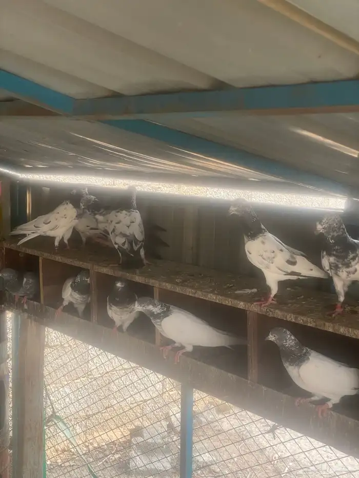 35 زوج حمام باكستاني 0