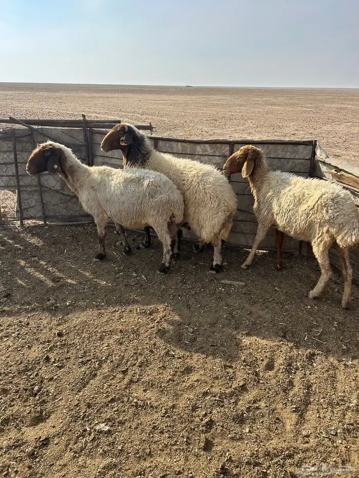 معزاء العدد 2 4