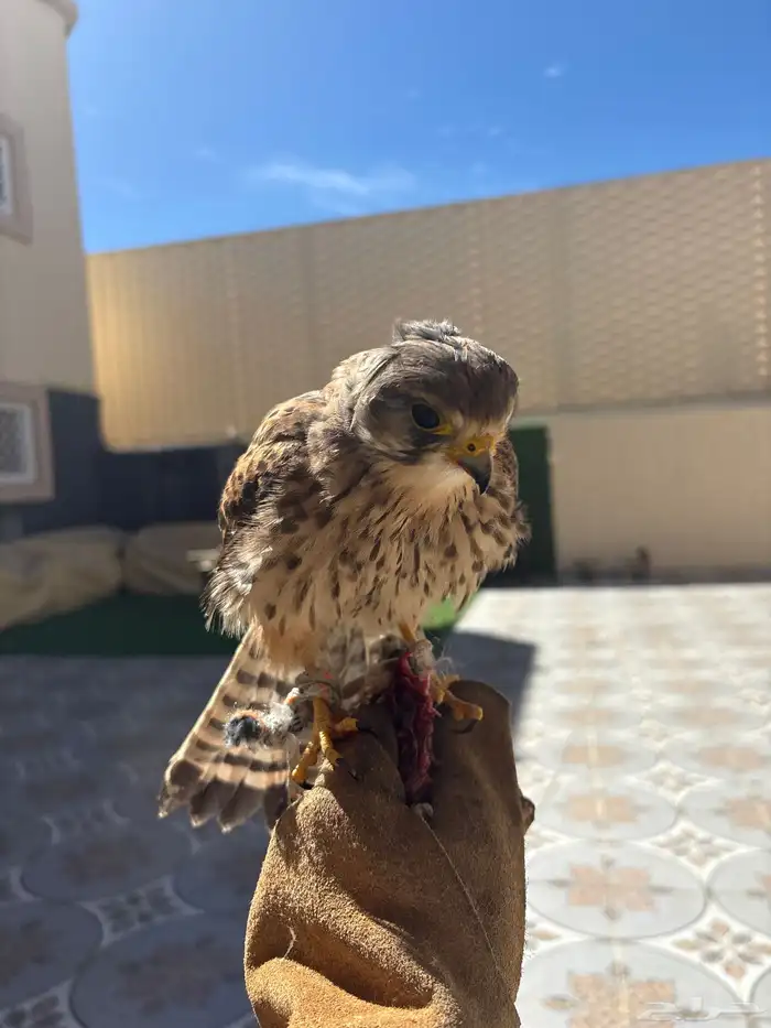 حمام باكستاني 1