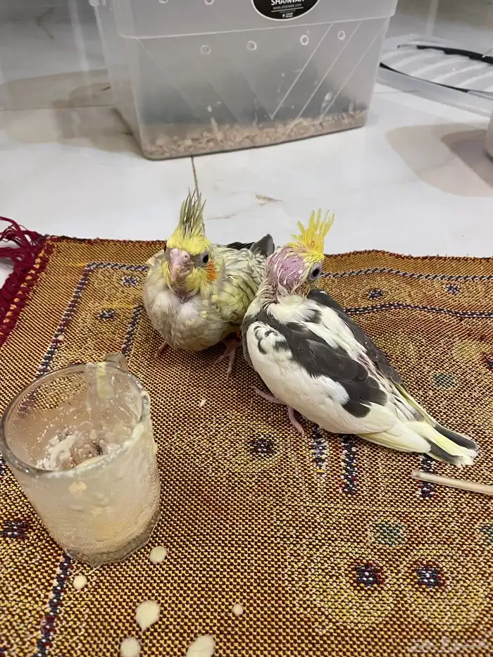 فرخين كروان كوكتيل 2