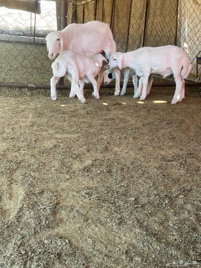 شاه عليها ثلاثة 3