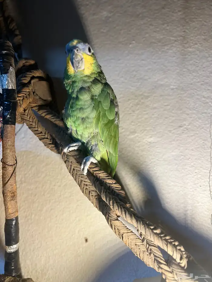 ببغاء الامازوني 0