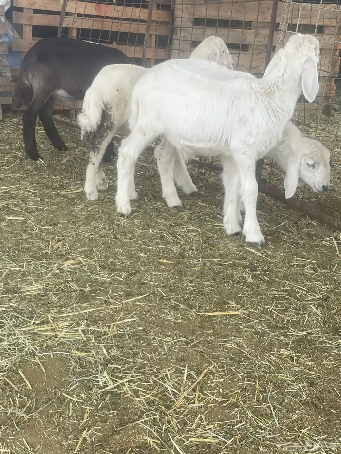 بهم حري بهم دواغير 19