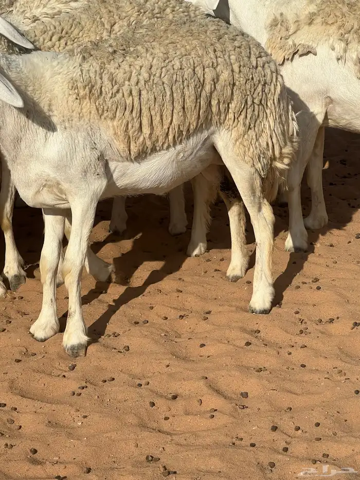 حريات صنف الصنف مراح متعوب عليه 21