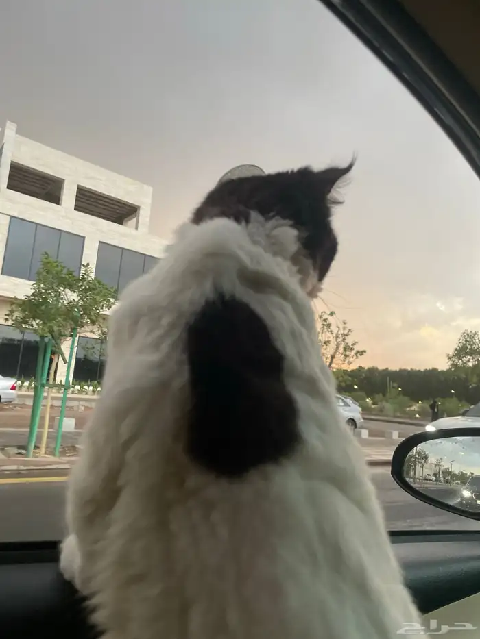 قط ذكر معقم ( للتبني ) 4