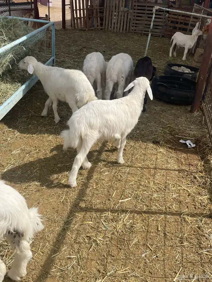 بهم حري بهم دواغير 35