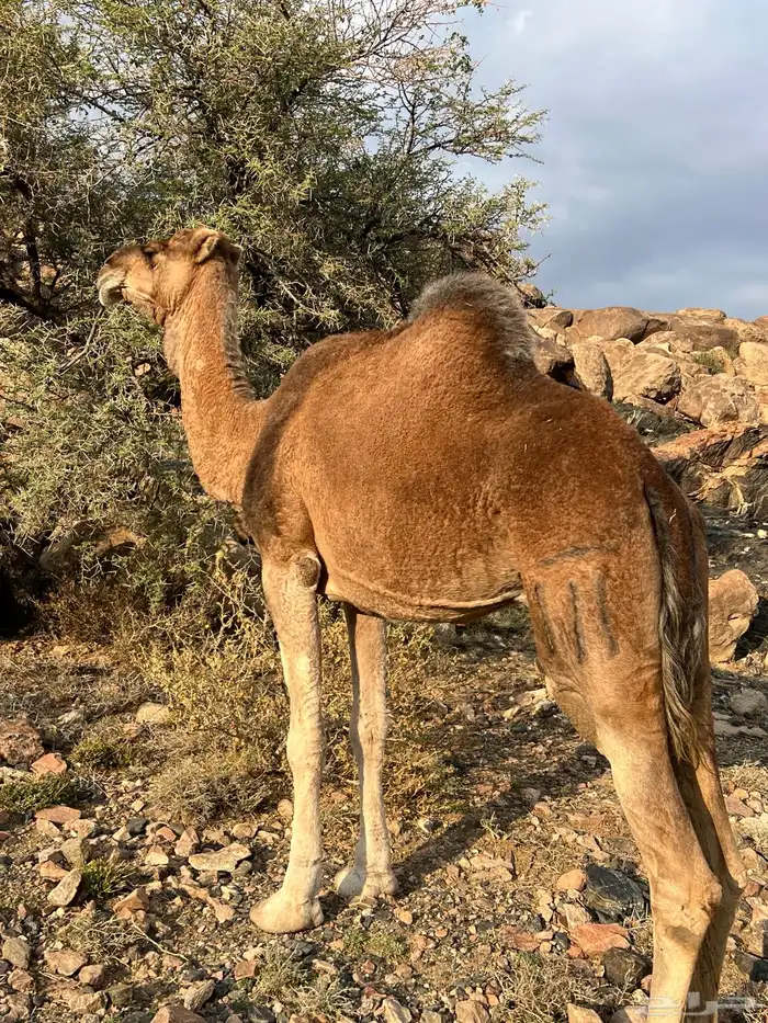 ناقه حمراء من العوادي 1