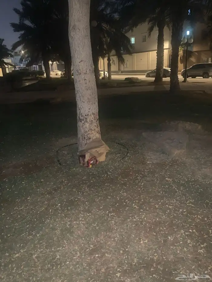 قطط صغار للتبني 0