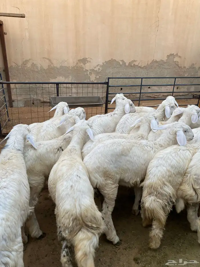 بهم حريات فاخره 5