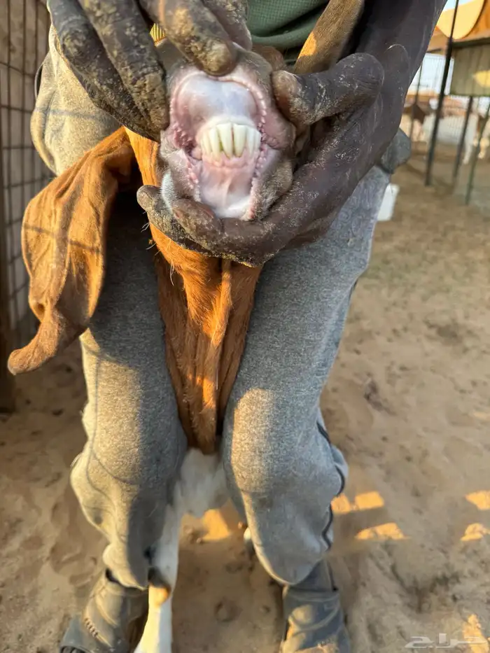 عنز بورقوت تحتها اثنين تيوس دم صافي 6