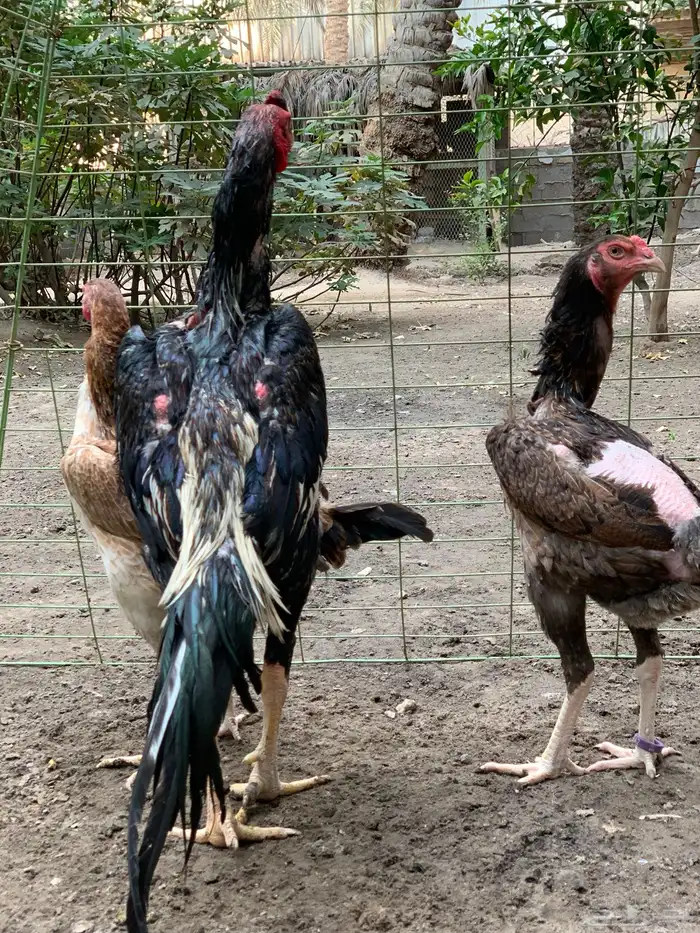 للبيع دجاج شامو ياباني فاخر 0