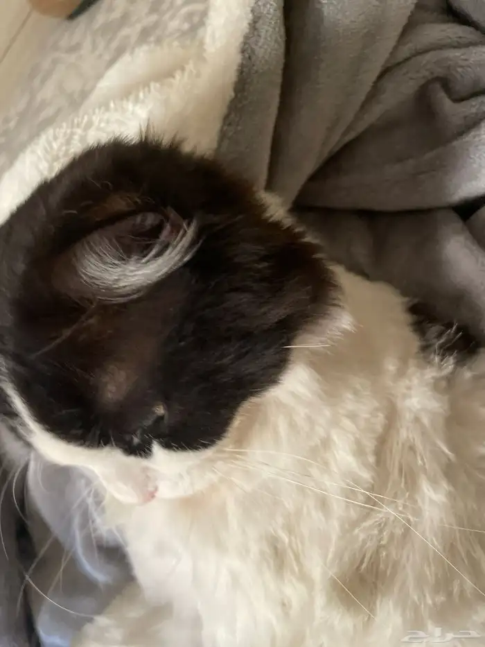 قط ذكر معقم ( للتبني ) 1