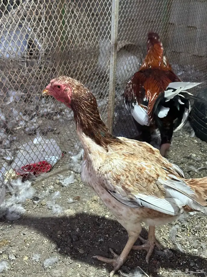 دجاج باكستاني 4