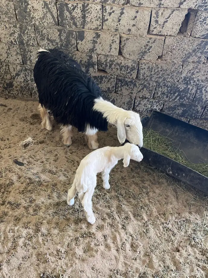 نجدية جذعه تحتها خروف مهجن حري ورايم وديد سليم ومشروطه 0