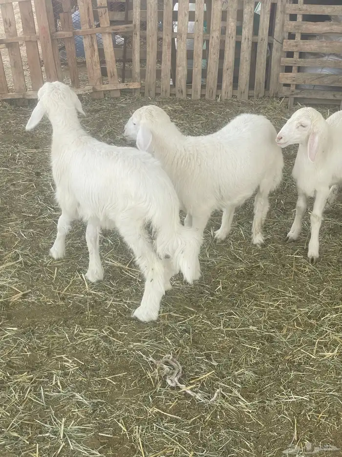 بهم حري بهم دواغير 37