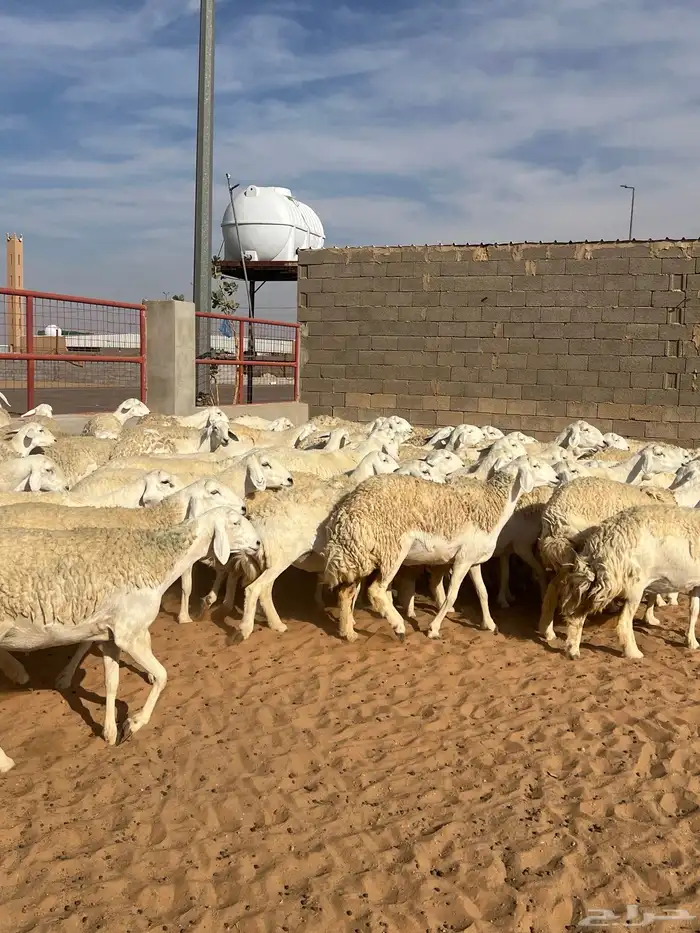 حريات صنف الصنف مراح متعوب عليه 17