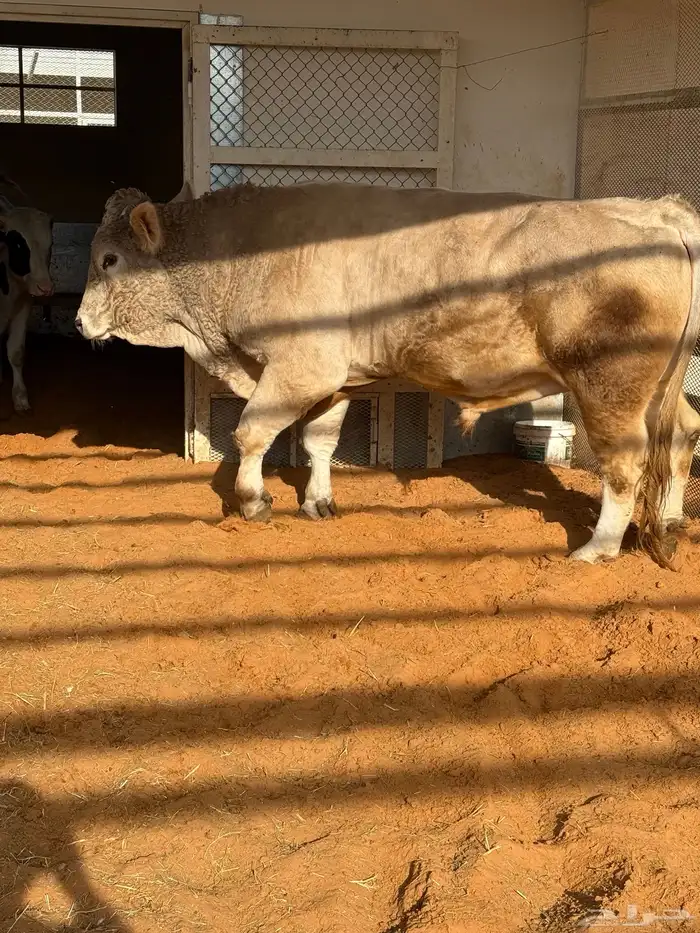 ثور الماني عمر فوق 4 سنوات 2