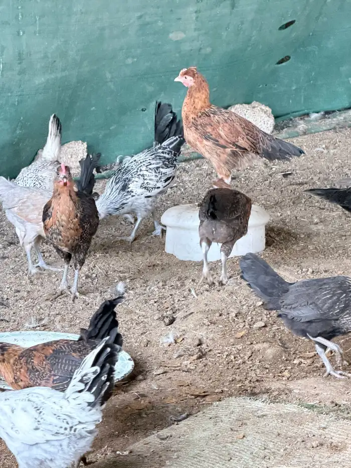 للبيع بط ودجاج بلدي 0