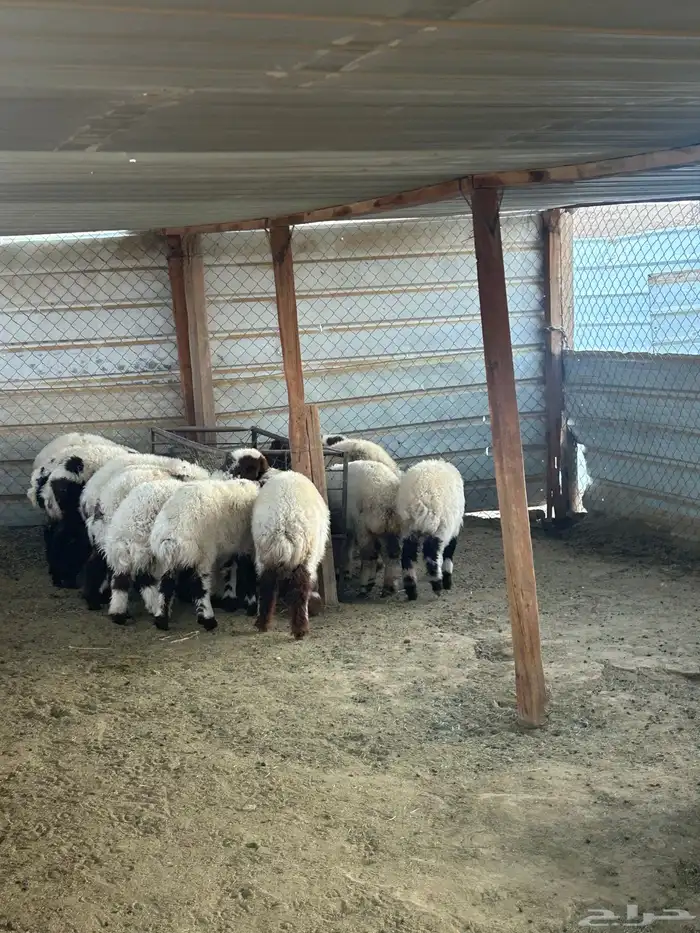 يهم نعيم فاخر 0