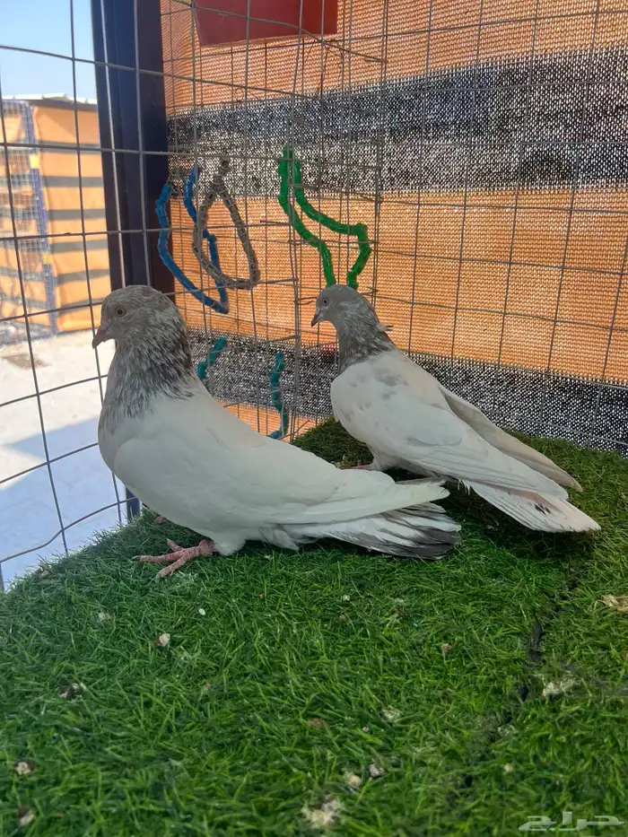 حمام باكستاني مستوى توب 6