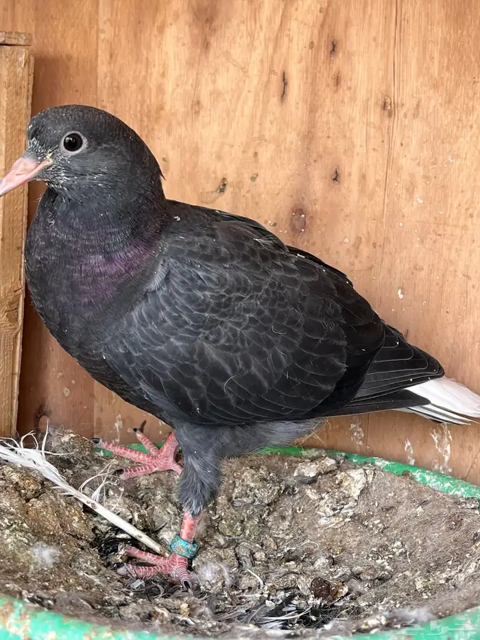 جوز قطايف بفروخه معاريف 6