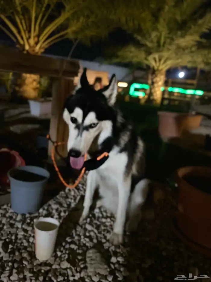 هاسكي انثى للبيع عمر8شهور 3