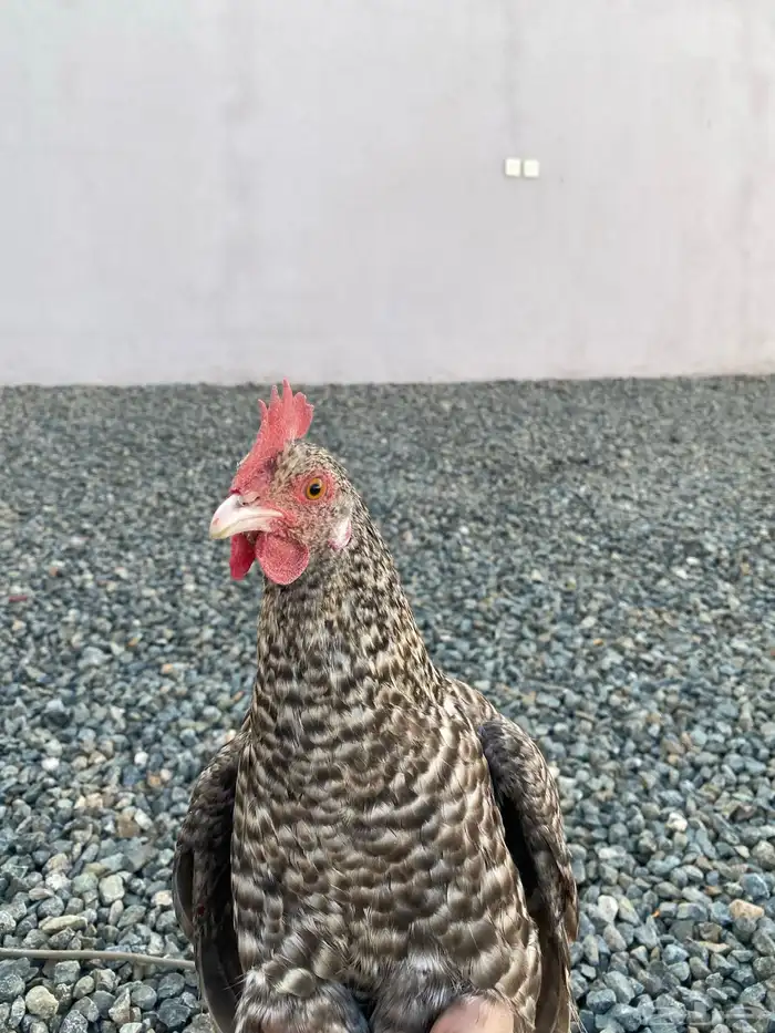 دجاجه تركيه للبيع 2