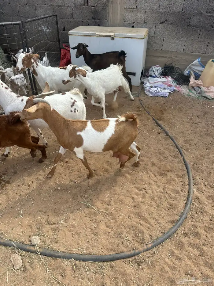 معزا متابيع 1