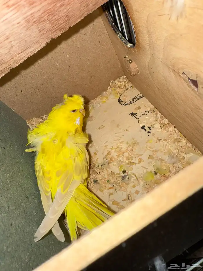 زوج هوقو لاسوينج و لاتينو معاه 3 بيضات 1