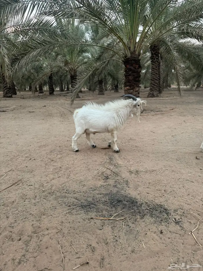 تيس قزمي اصل 1