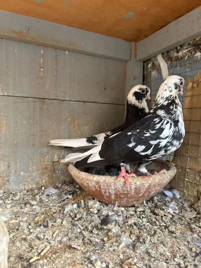 للبيع جوز قطيفي 1