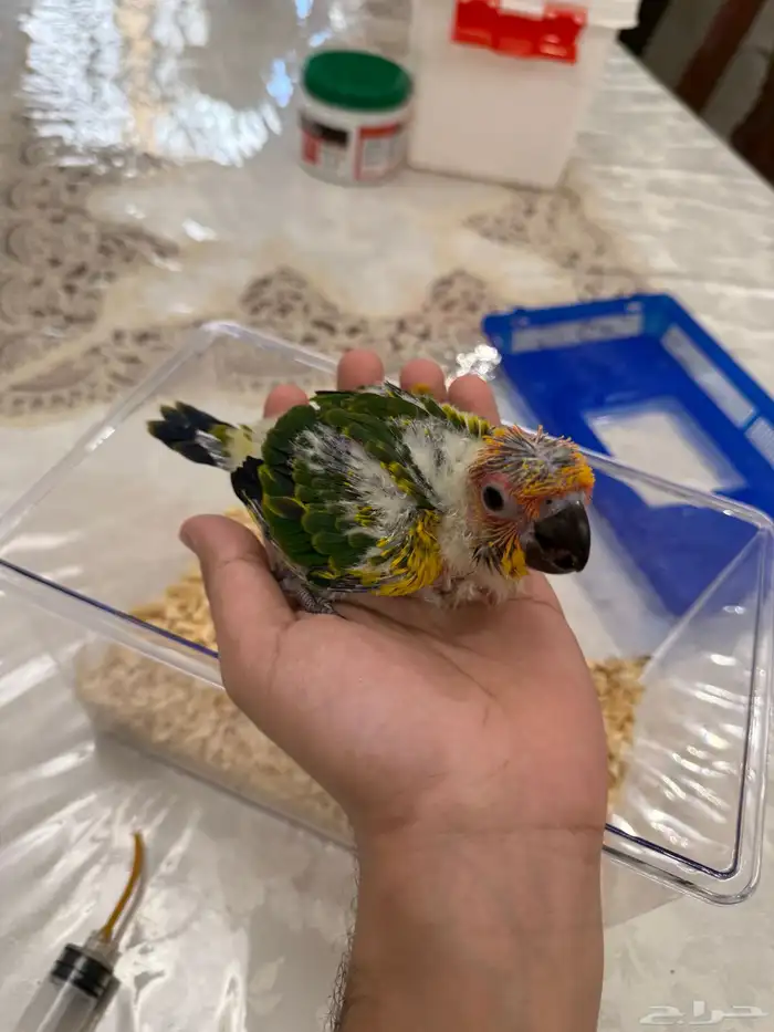 فرخ صن كنيور (انتاج محلي ) صبغه 2