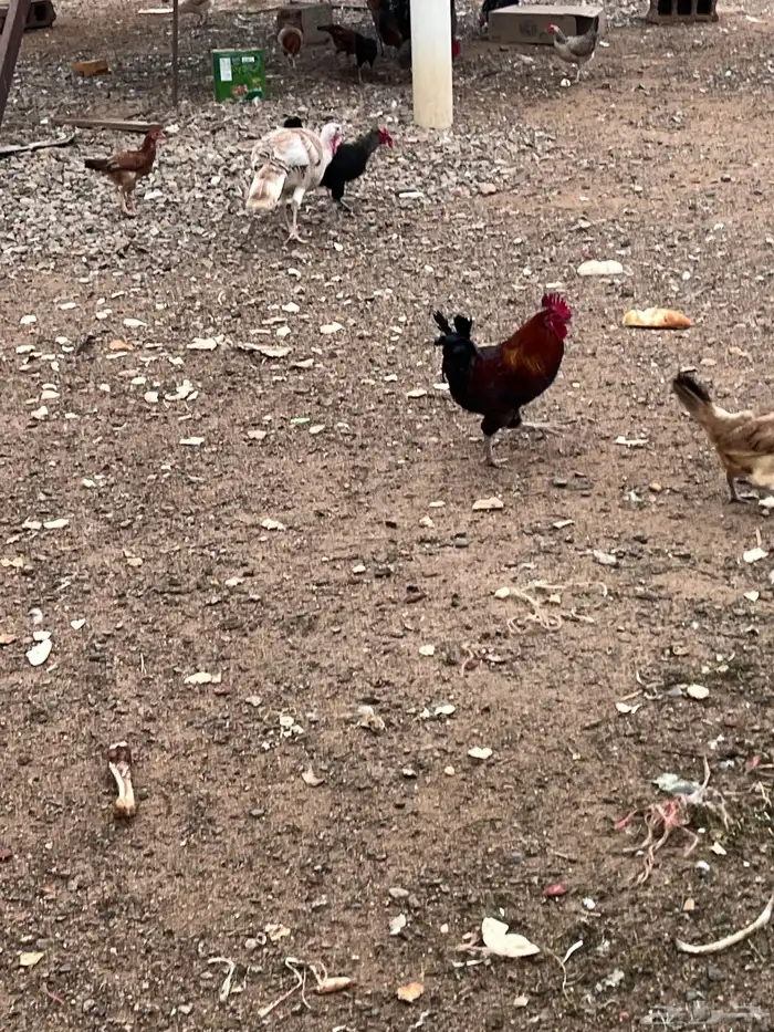 ديوك بلدي وديك رومي 0