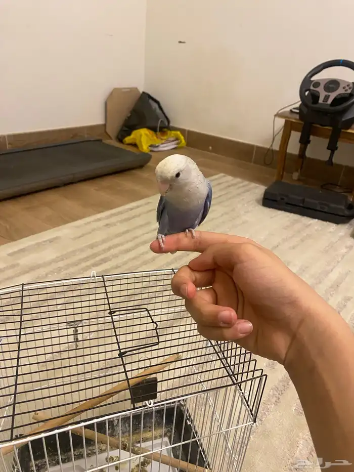 ببغاء روز للبيع 4