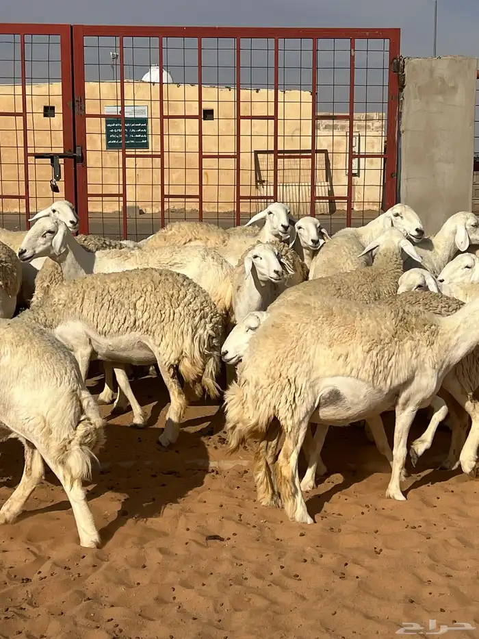 حريات صنف الصنف مراح متعوب عليه 36