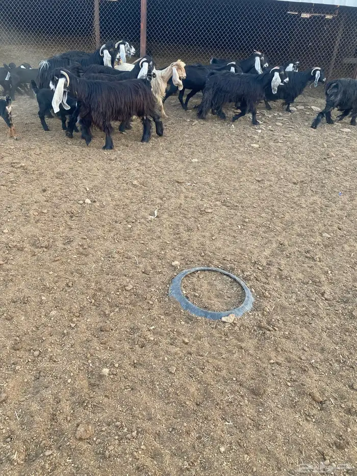 معزاء عوارض متابيع العدد (13) يتبعها (14) 10