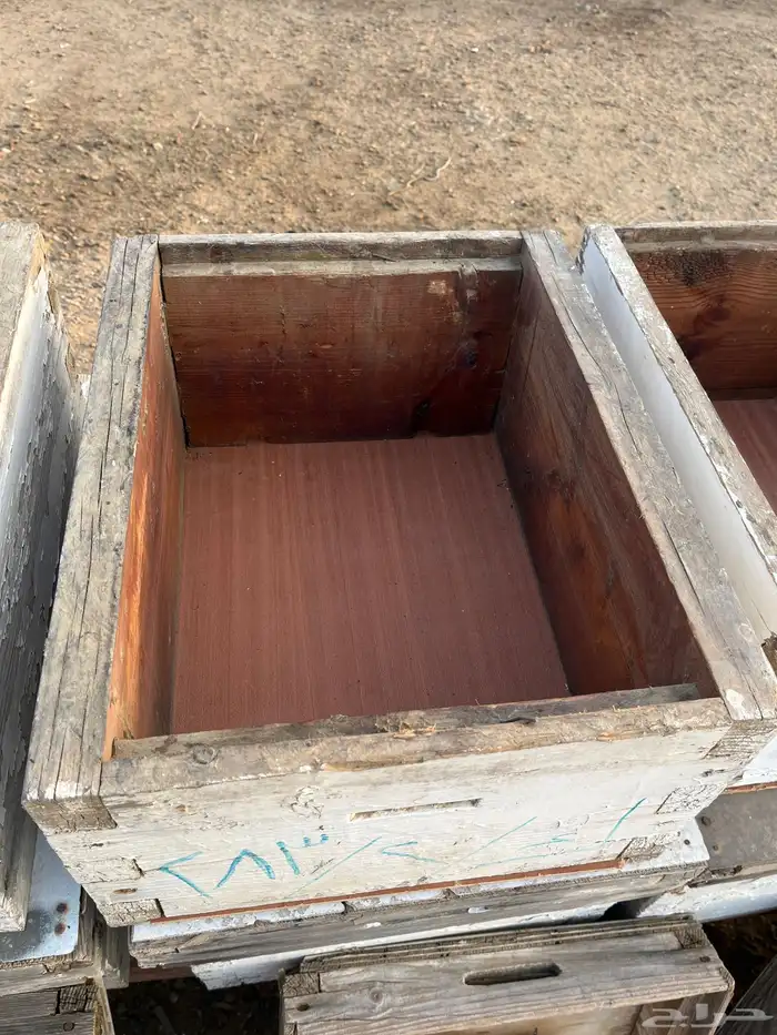 خلايا نحل افرنجي 20