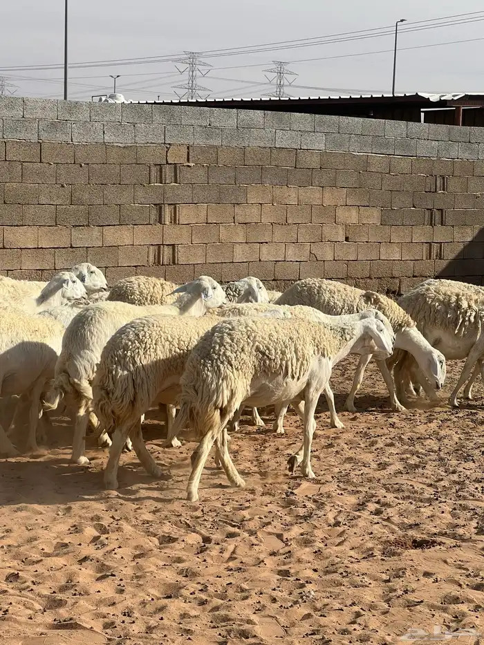 حريات صنف الصنف مراح متعوب عليه 12