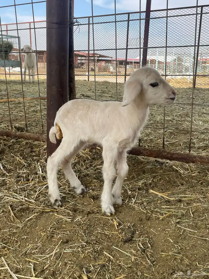 بهم حري بهم دواغير 54