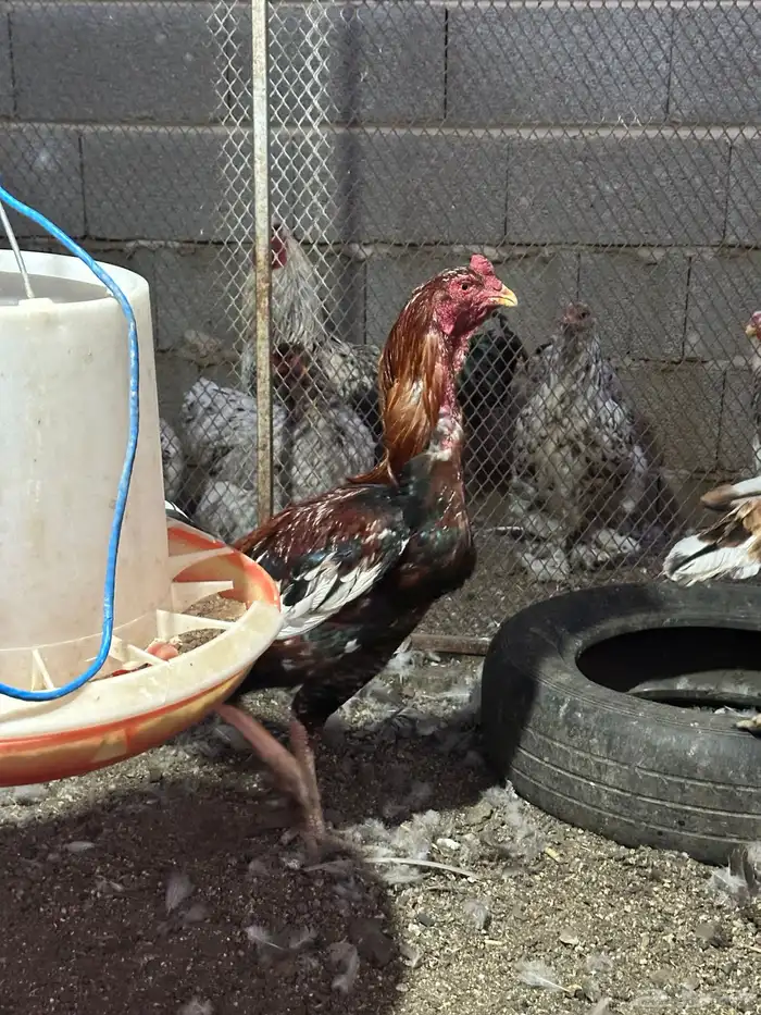 دجاج باكستاني 3