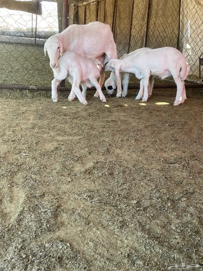 شاه عليها ثلاثة 6