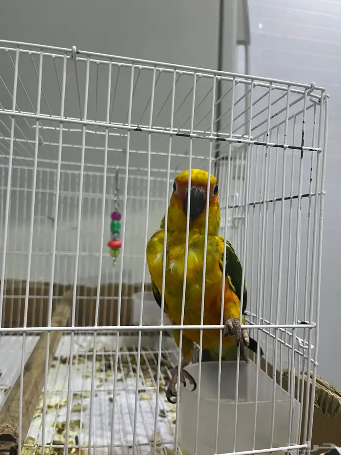 ببغاء صن كنيور سليم من الأمراض 0