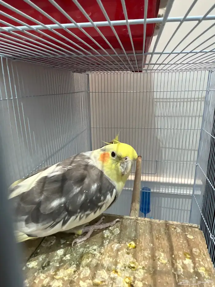 كروان كوكتيل ذكر 1