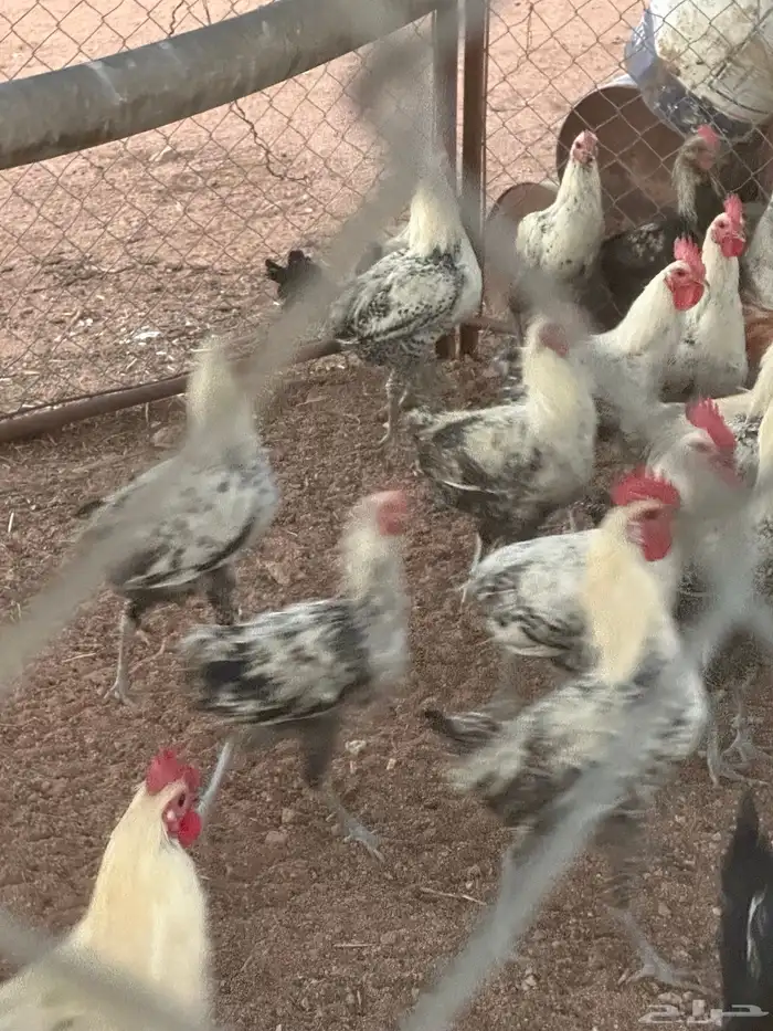 ديوك فيومي 0