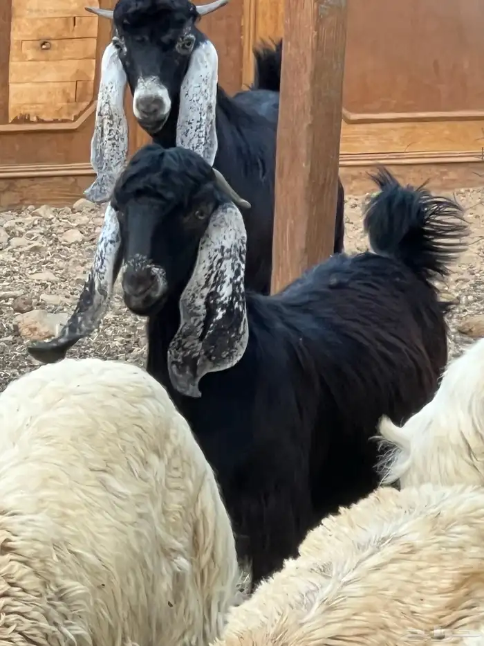 تيس شحم. (تم البيععع ) 0