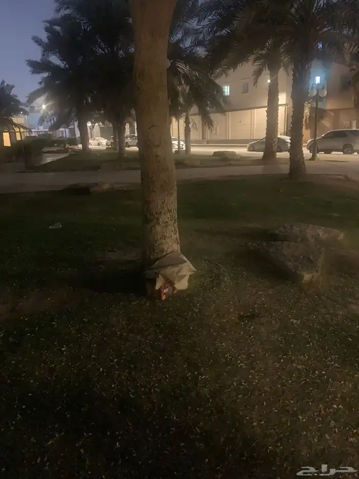 قطط صغار للتبني 1