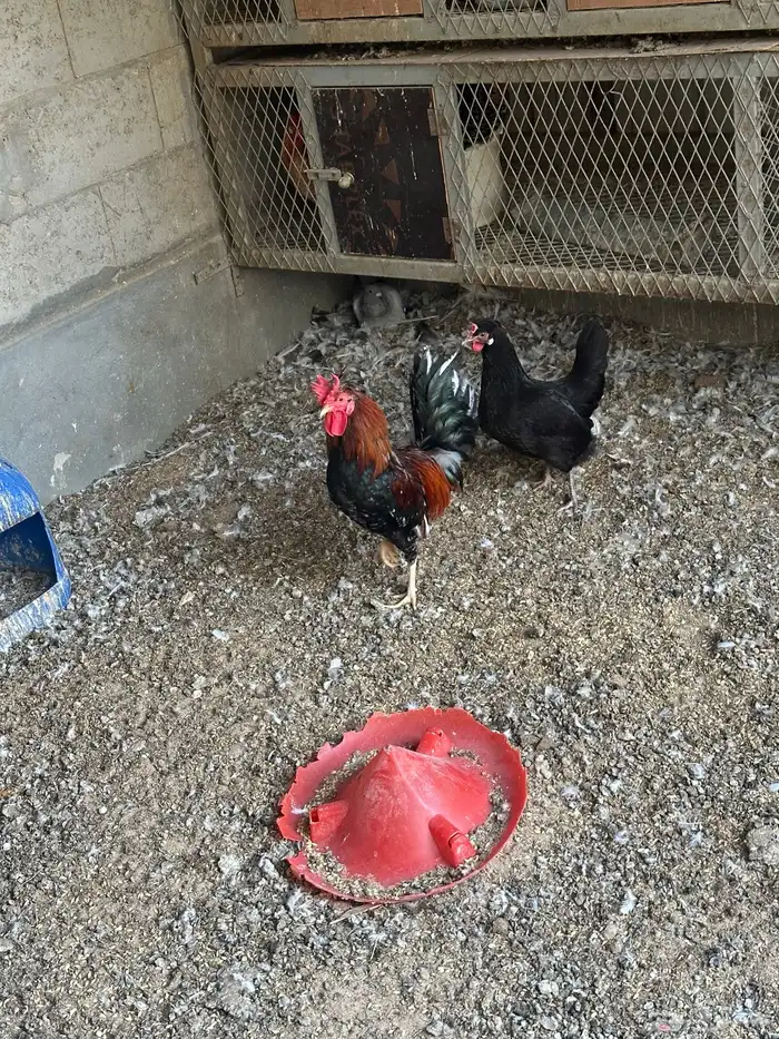 دجاج ترثه صك سود وعرف اسود طقم 0