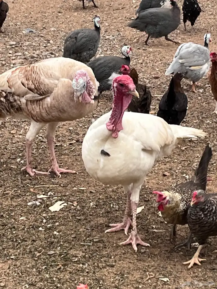 ديوك بلدي وديك رومي 3