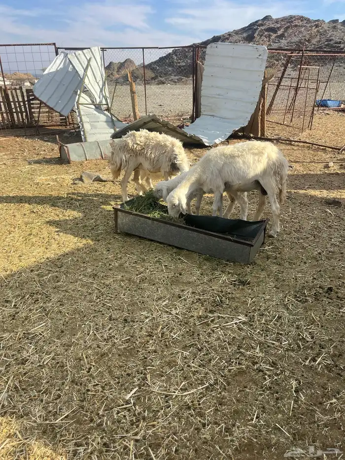 للبيع ضان ولد 2