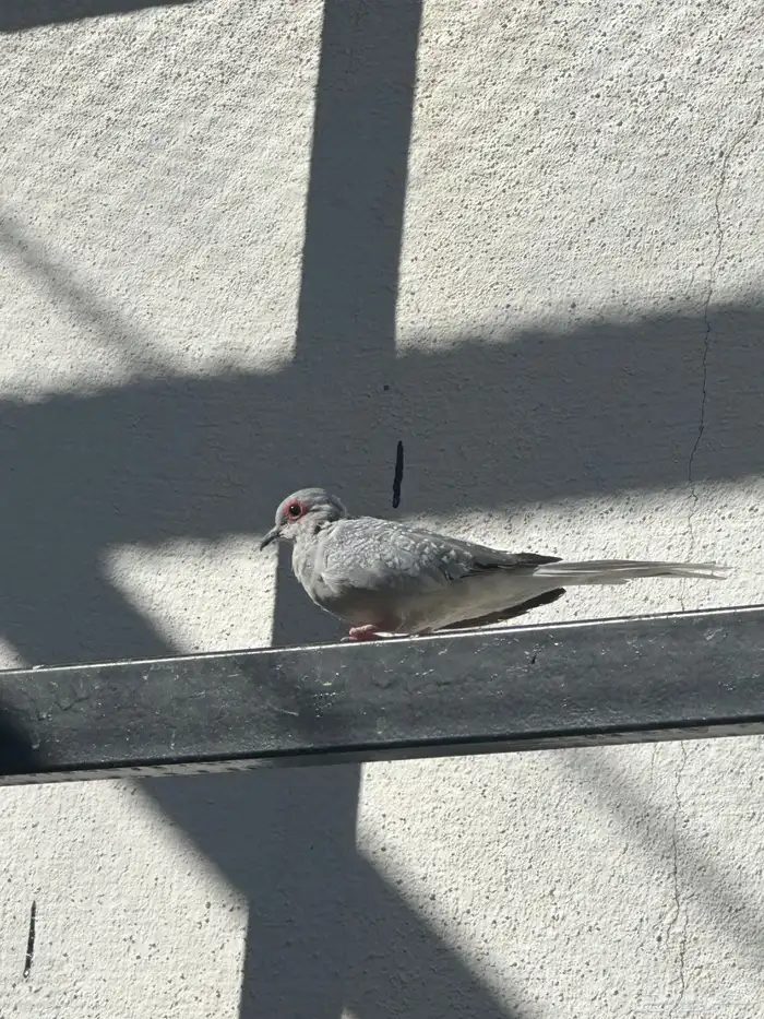 ازواج ماسي 1